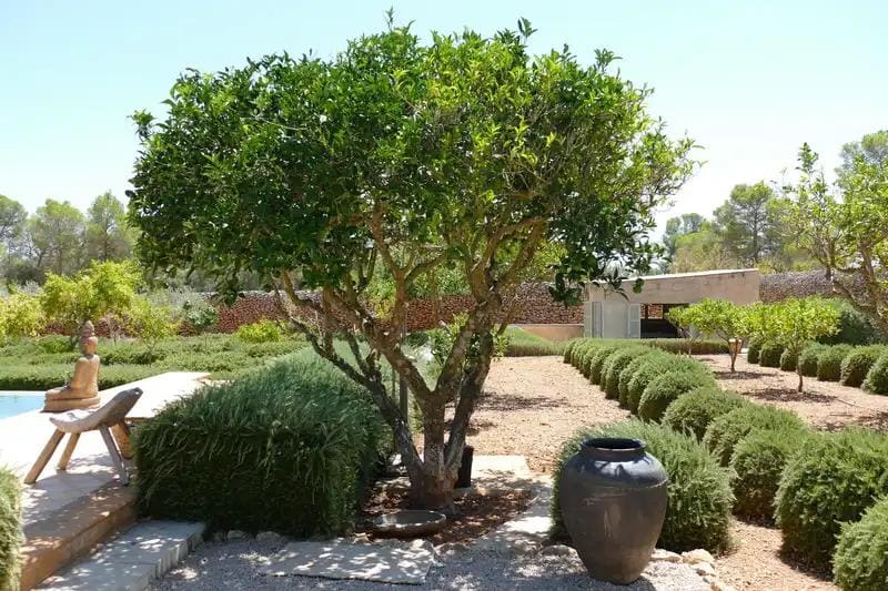 Finca-Garten auf Mallorca – Pflege und Kosten